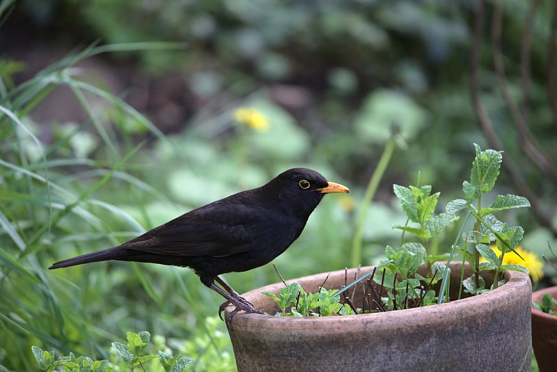 Amsel / Blackbird - Simon Spannagel